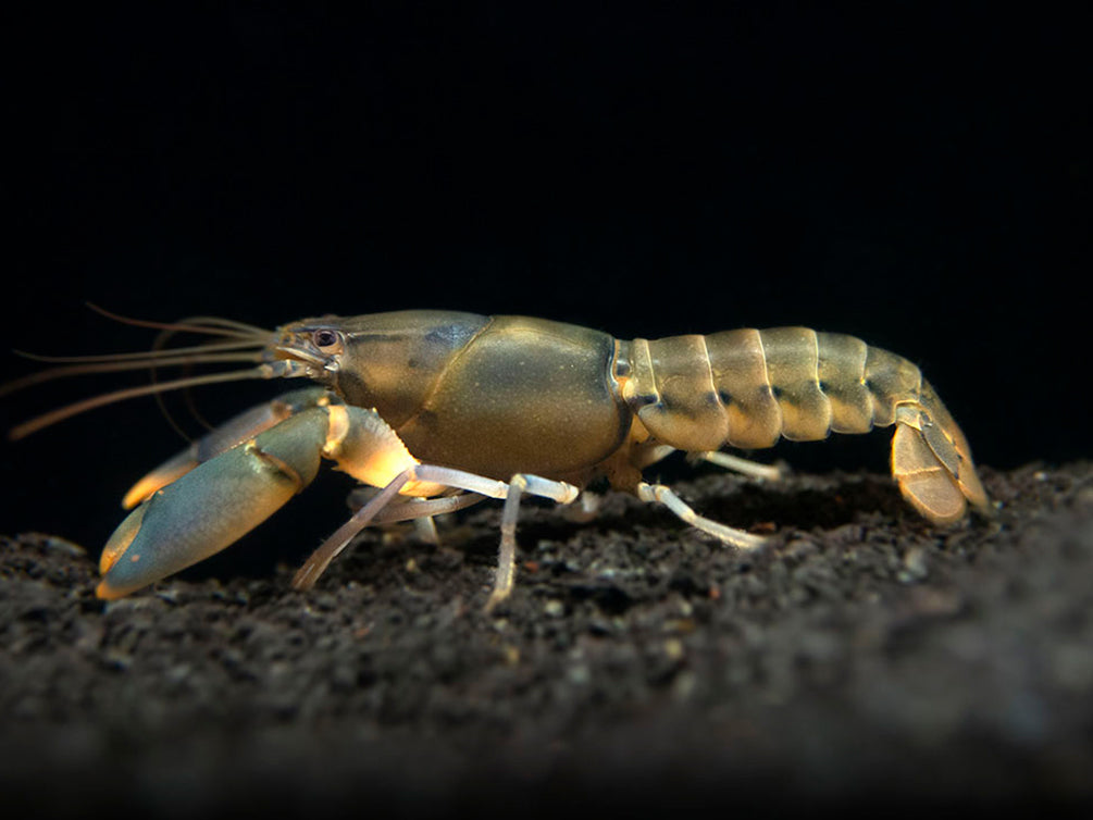 Emerald Fire Crayfish (Cherax snowden)