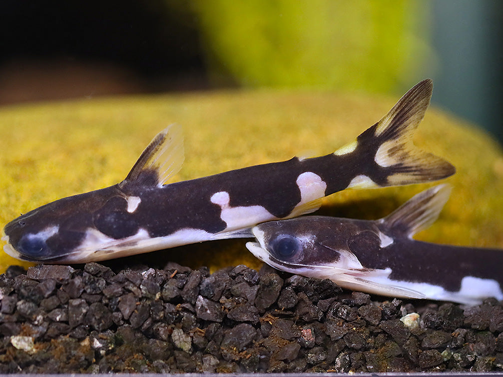 Orca Wood catfish (Centromochlus sp.) – Brazil – Aquatic Arts