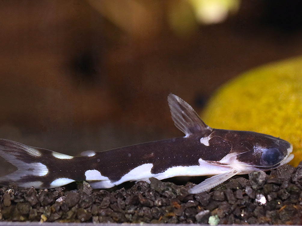 Orca Wood catfish (Centromochlus sp.) – Brazil – Aquatic Arts