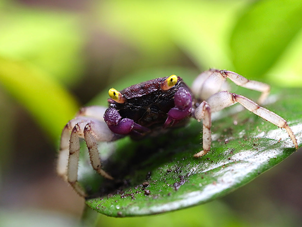 Orchid Vampire Crab (Geosesarma sp. Orchid )