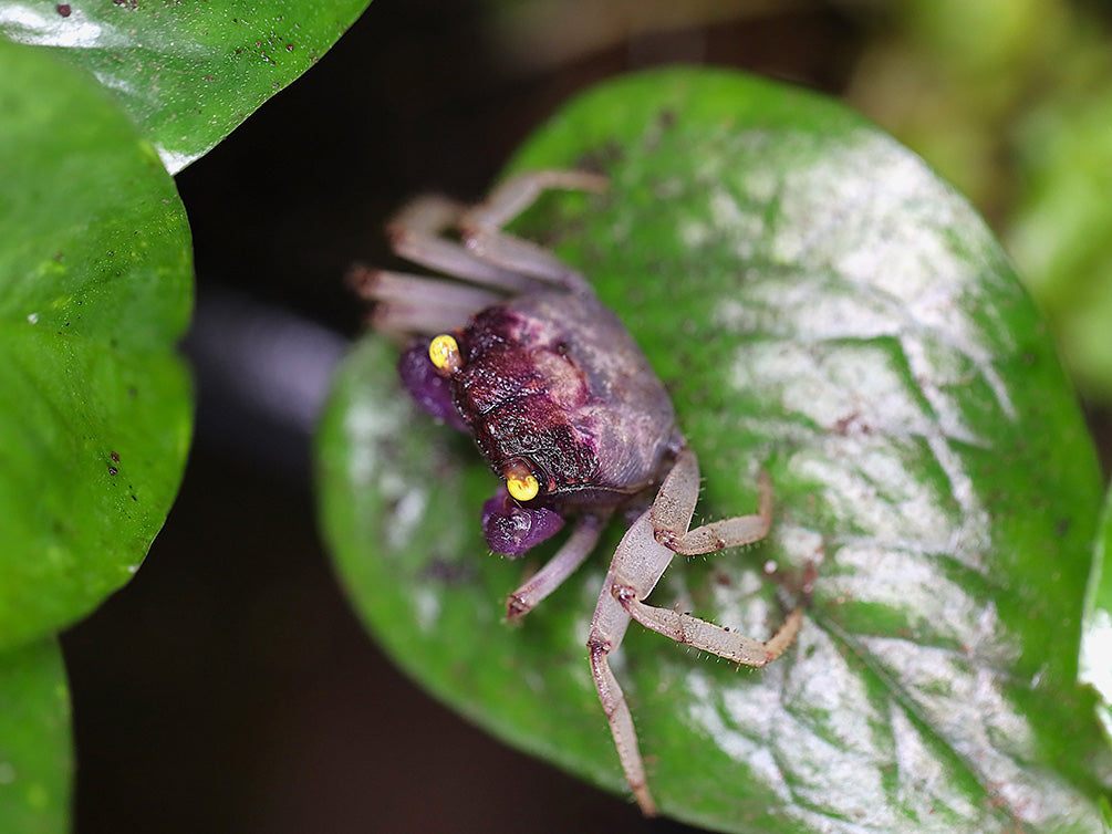 Orchid Vampire Crab (Geosesarma sp. Orchid )