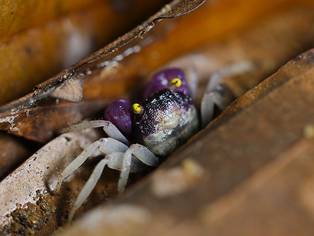Orchid Vampire Crab (Geosesarma sp. Orchid )