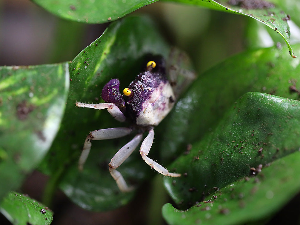 Orchid Vampire Crab (Geosesarma sp.) - Aquatic Arts