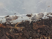 Oreo Crumbles Isopods (Porcellionides pruinosus "Oreo Crumble")  Bredby: Aquatic Arts