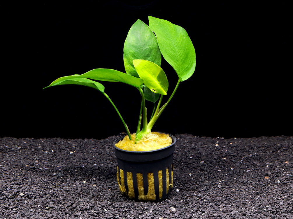 Nana Anubias Tropica (Anubias barteri var. nana 'Tropica')