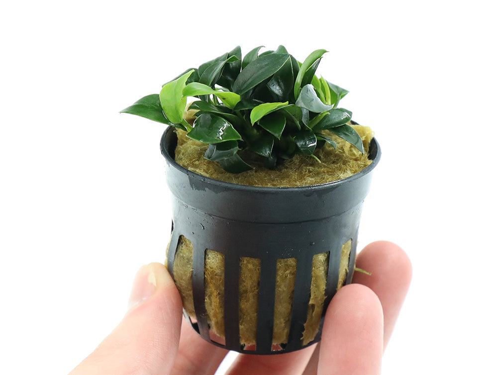 Anubias Jungle Star ( Anubias Barteri "Jungle Star")