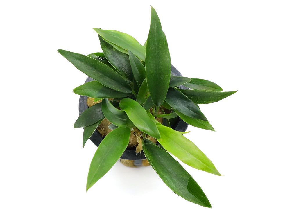 Anubias Chili Jalapeño (Anubias barteri 'Chili Jalapeño