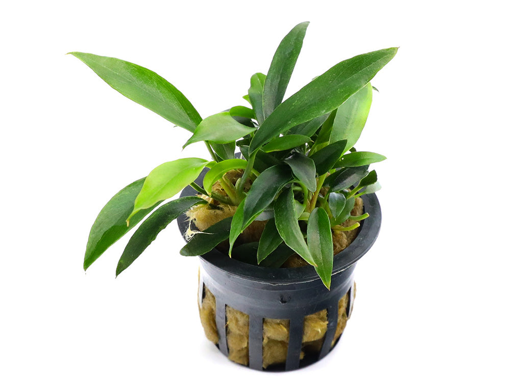 Anubias 'Chili Jalapeno' main image 0