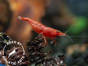 DELUXE Primary Colors Dwarf Shrimp Combo Pack (Painted Fire Red, Golden Back Yellow, and Dream Blue), Bred by: Aquatic Arts