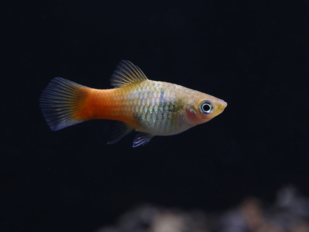 Blue Coral Platy (Xiphophorus maculatus) – Tank Bred