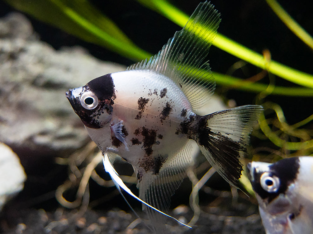 Panda Angelfish (Pterophyllum scalare - variant), USA Bred