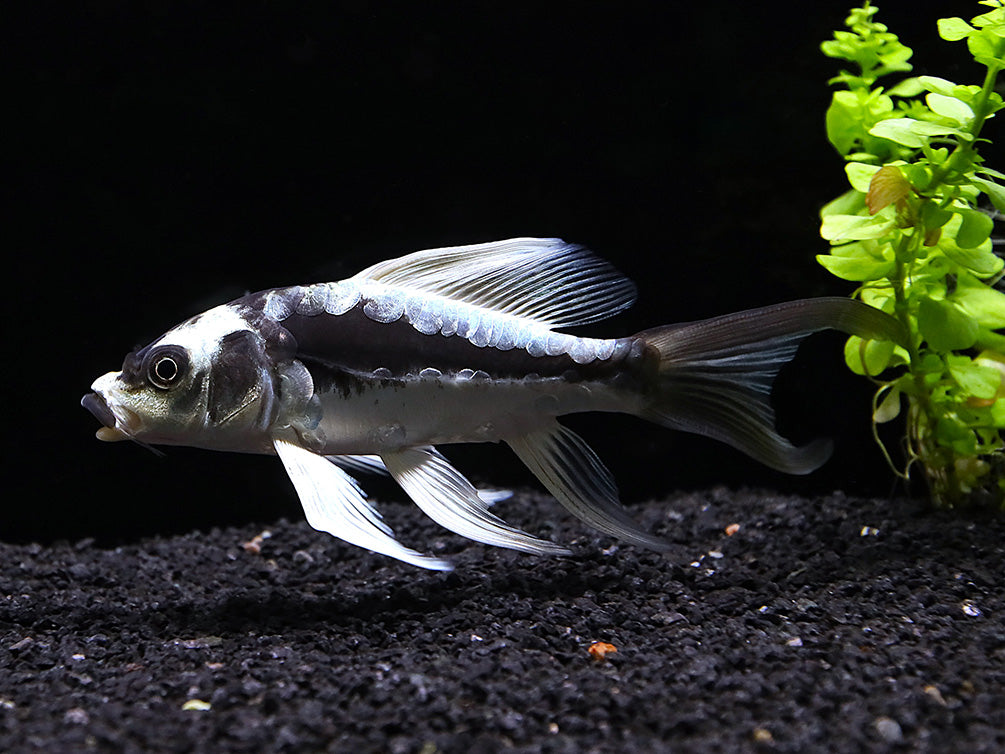 Panda Butterfly Koi (Cyprinus carpio) – Tank-Raised – Aquatic Arts