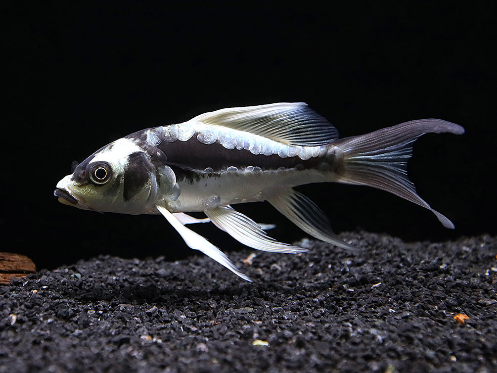 Panda Butterfly Koi (Cyprinus carpio) – Tank-Raised