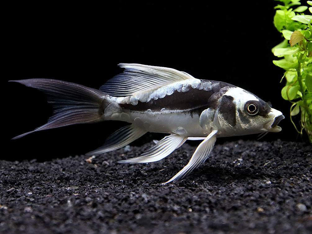 Panda Butterfly Koi (Cyprinus carpio) – Tank-Raised