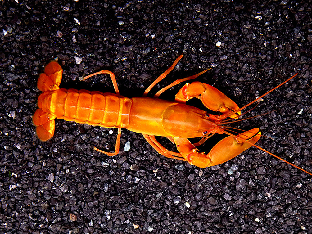 Papuan Orange Tip Crayfish (Cherax snowden)