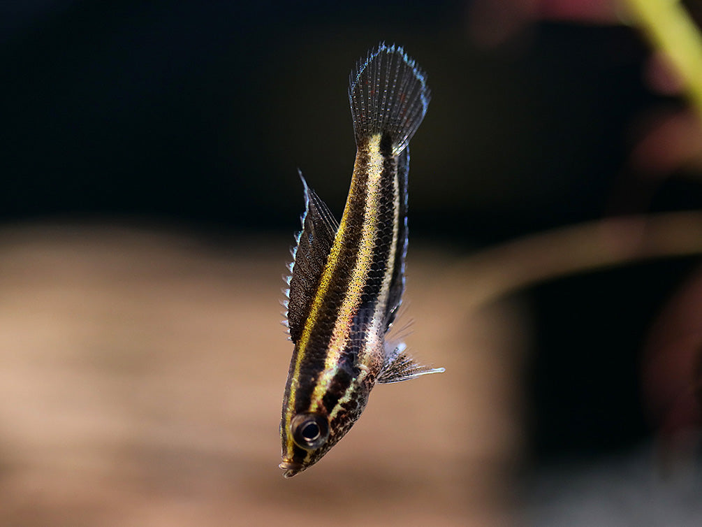Angel Licorice Gourami ( Parospromenus anjunganensis )