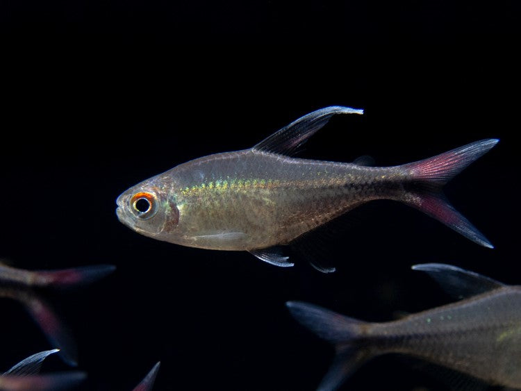 Phoenix Tetra (Hemigrammus filamentosus) - Tank-Bred - Aquatic Arts
