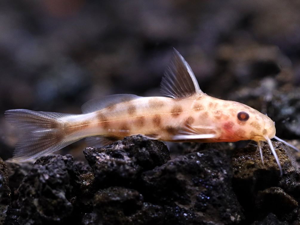 Dwarf Pink Petricola Catfish (Synodontis petricola "Pink")