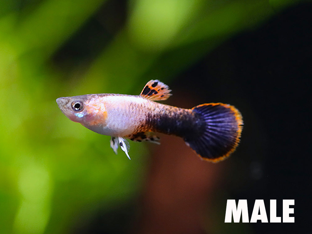 ビカクシダ P. linka pup. From Artco Rosado. Pink Tuxedo Guppy (Poecilia reticulata), Tank-Bred - Aquatic Arts