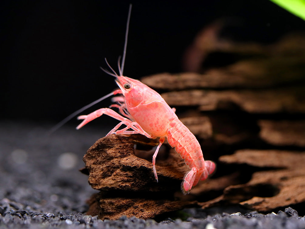 Pink Sakura Clarkii Crayfish (Procambarus clarkii var. “Sakura Pink Clarkii”) BREDBY: Aquatic Arts