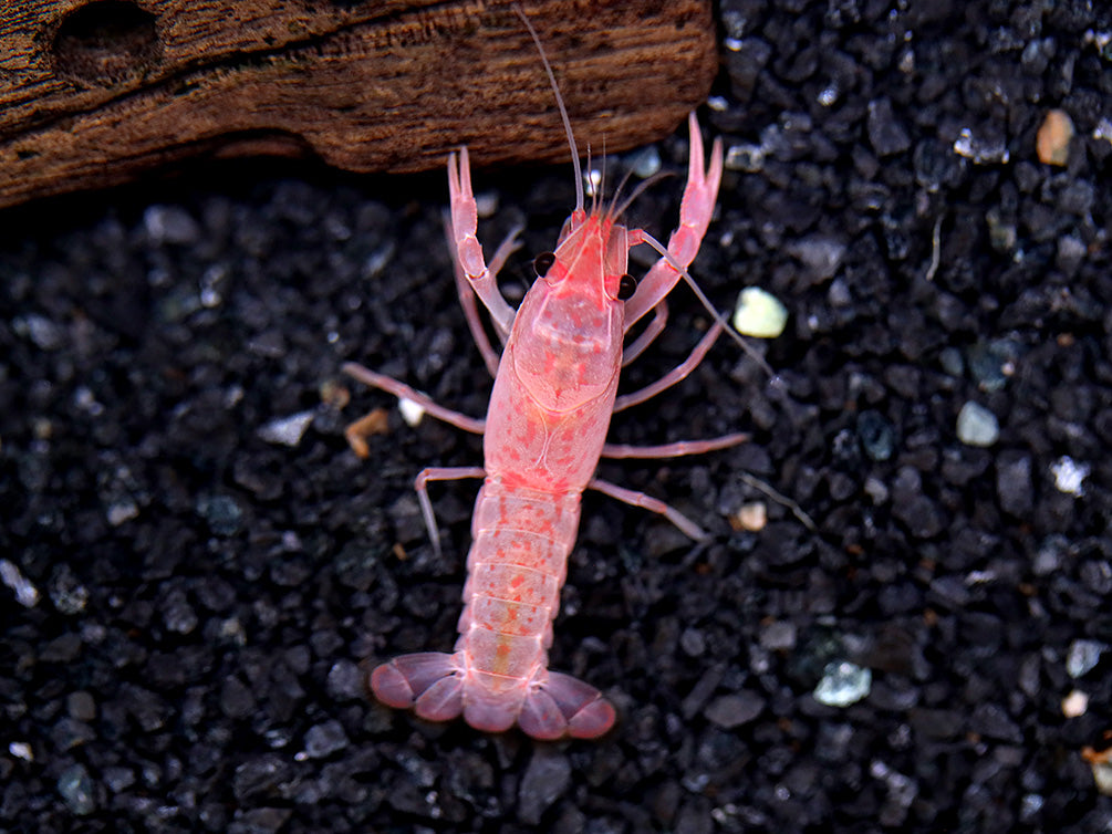Pink Sakura Clarkii Crayfish (Procambarus clarkii var. “Sakura Pink Clarkii”) BREDBY: Aquatic Arts
