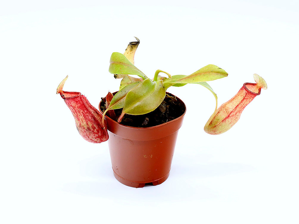 Tropical Pitcher Plant (Nepenthes) – Potted Carnivorous Plant – Aquatic Arts