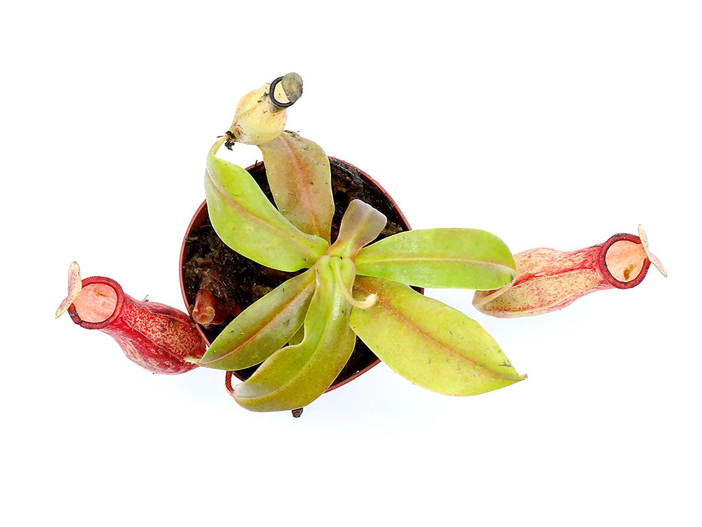 Tropical Pitcher Plant (Nepenthes) – Potted Carnivorous Plant