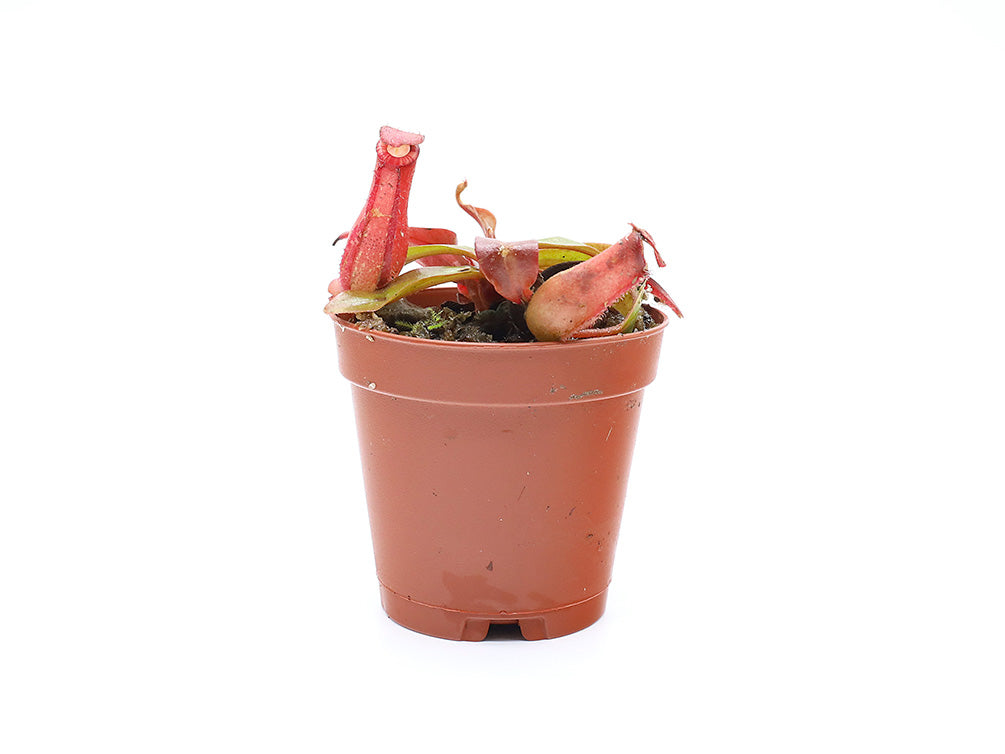 Tropical Pitcher Plant (Nepenthes) – Potted Carnivorous Plant