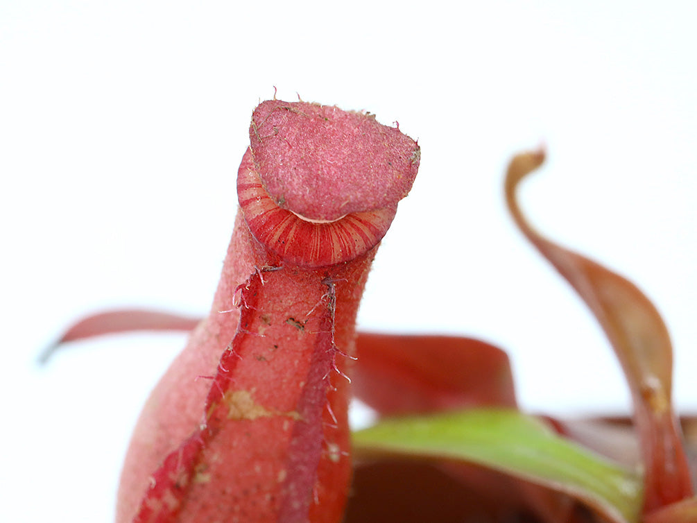 Tropical Pitcher Plant (Nepenthes) – Potted Carnivorous Plant