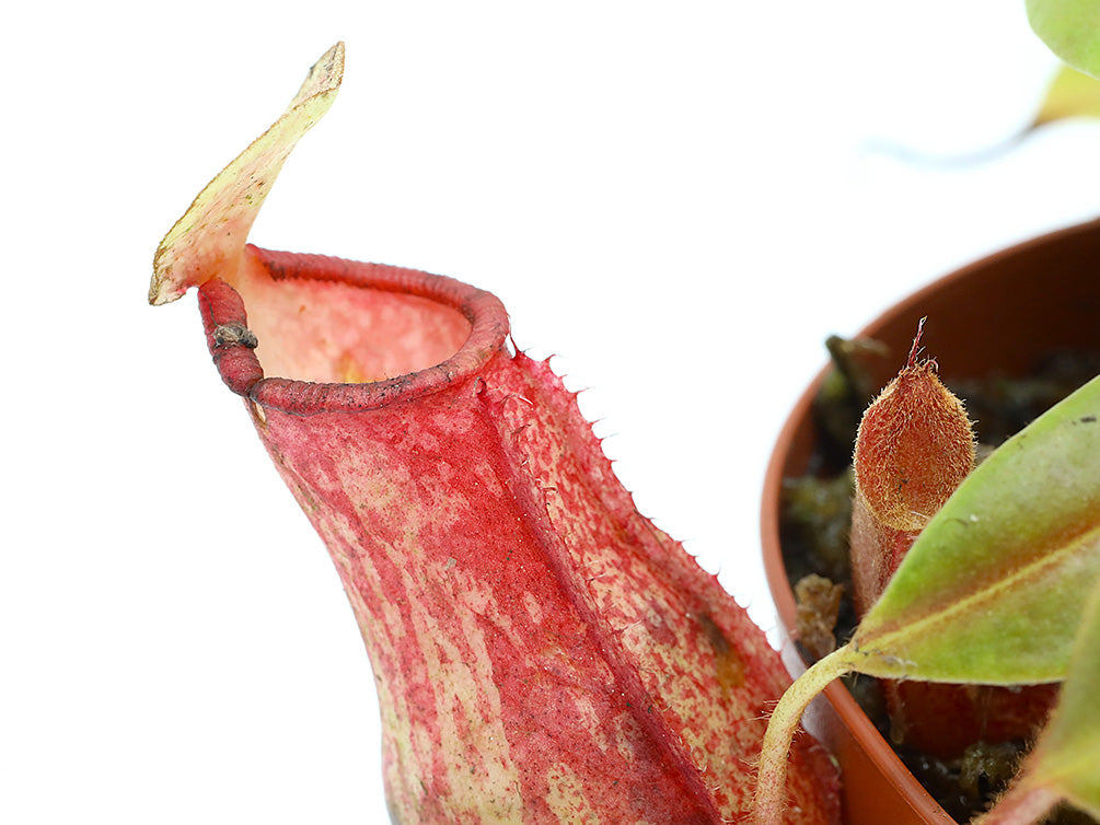 Tropical Pitcher Plant (Nepenthes) – Potted Carnivorous Plant