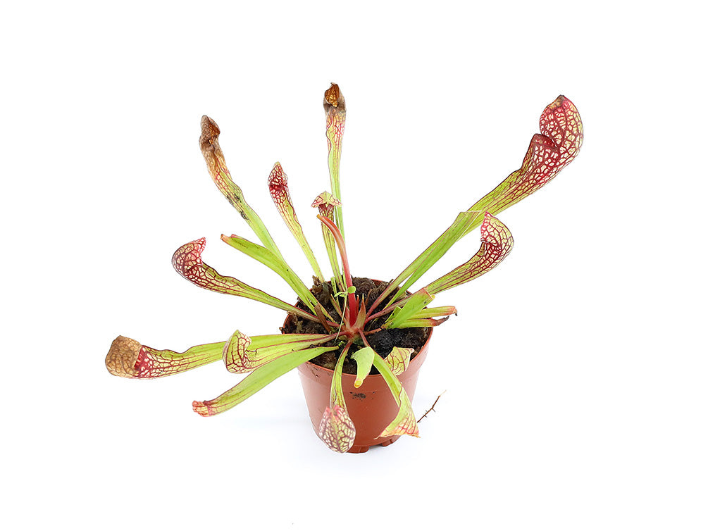 Pitcher Plant (Sarracenia) – Potted Carnivorous Plant – Aquatic Arts