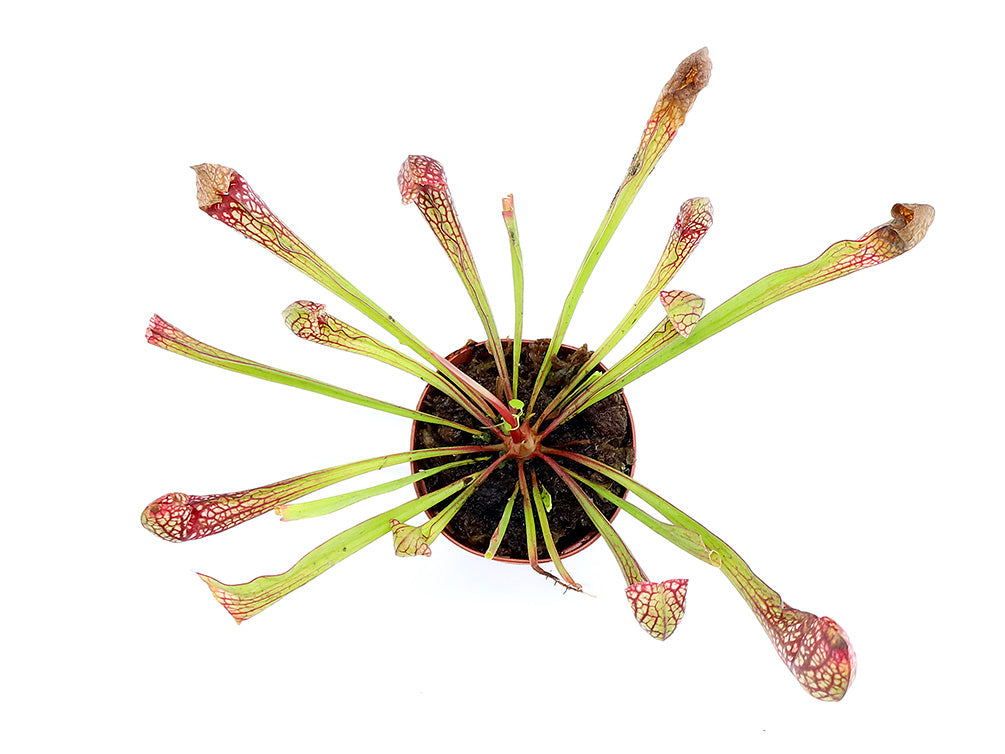 Pitcher Plant (Sarracenia) – Potted Carnivorous Plant