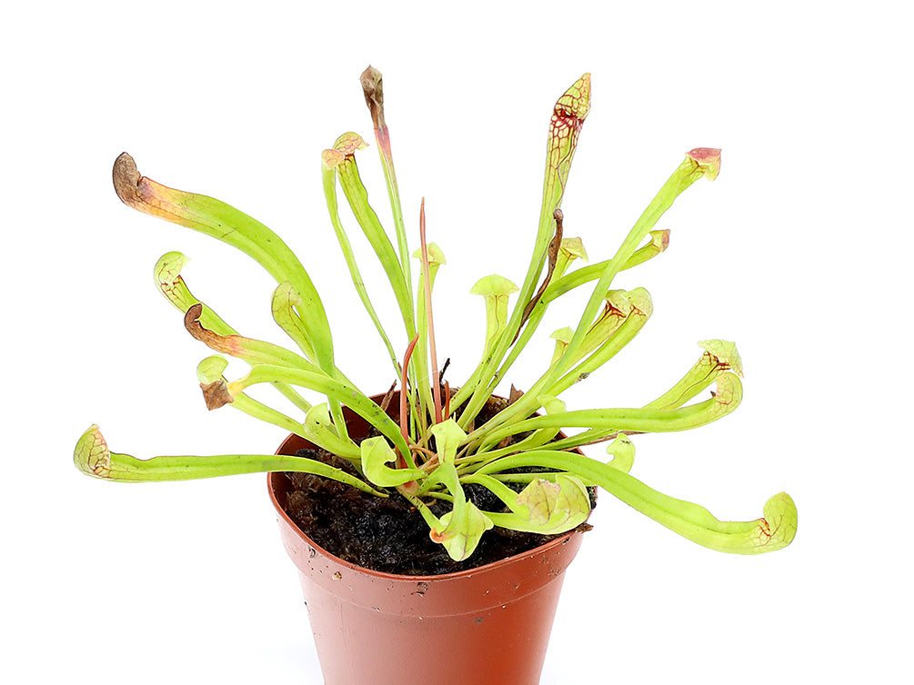Pitcher Plant (Sarracenia) – Potted Carnivorous Plant