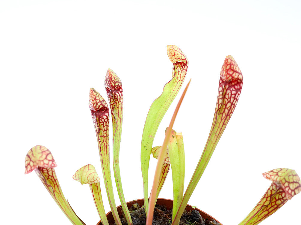 Pitcher Plant (Sarracenia) – Potted Carnivorous Plant