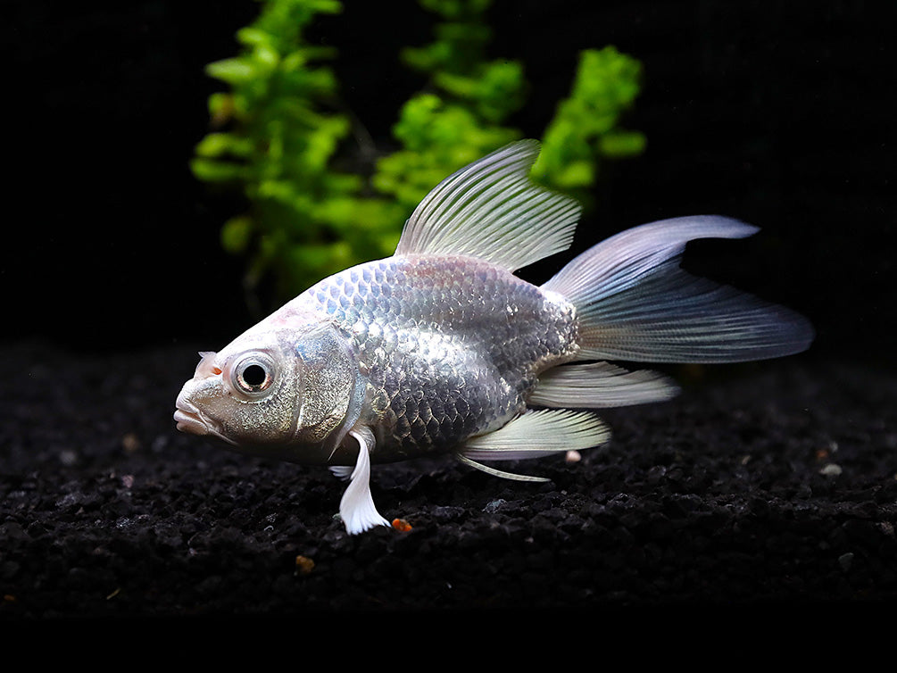 Platinum Longfin Short body Koi (Cyprinus carpio) – Tank-Bred