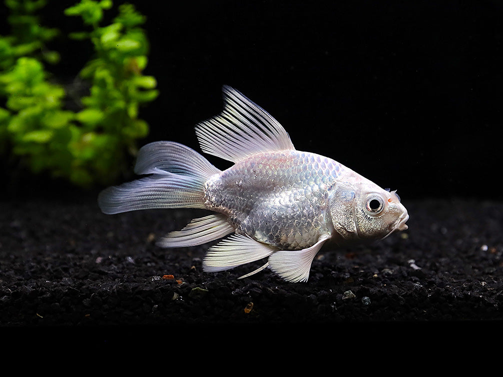 Platinum Longfin Short body Koi (Cyprinus carpio) – Tank-Bred