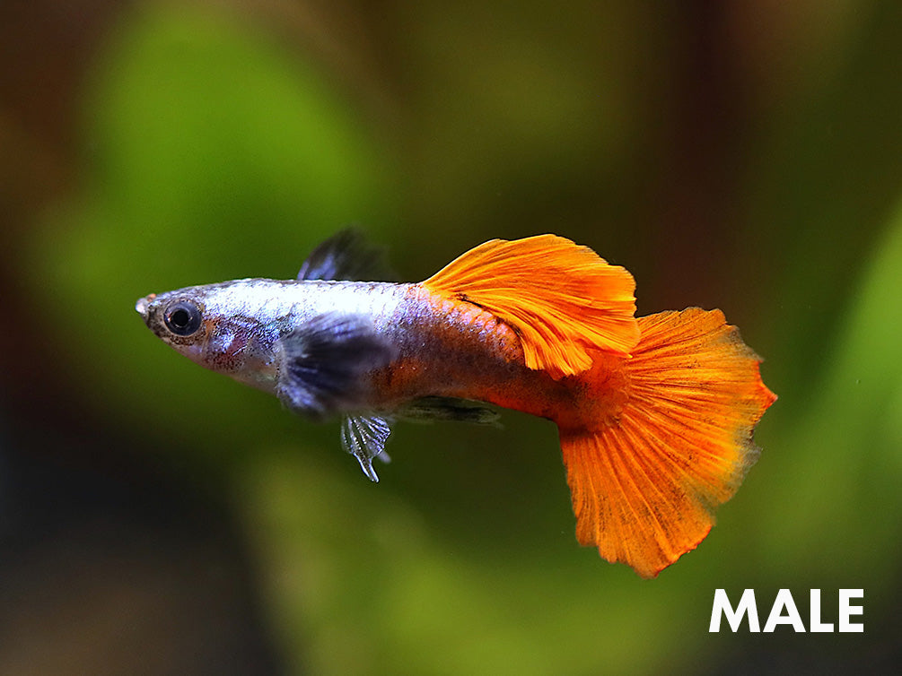 Platinum Redtail Dumbo Guppy, (Poecilia reticulata var. "Platinum Redtail Dumbo") - Tank-Bred!