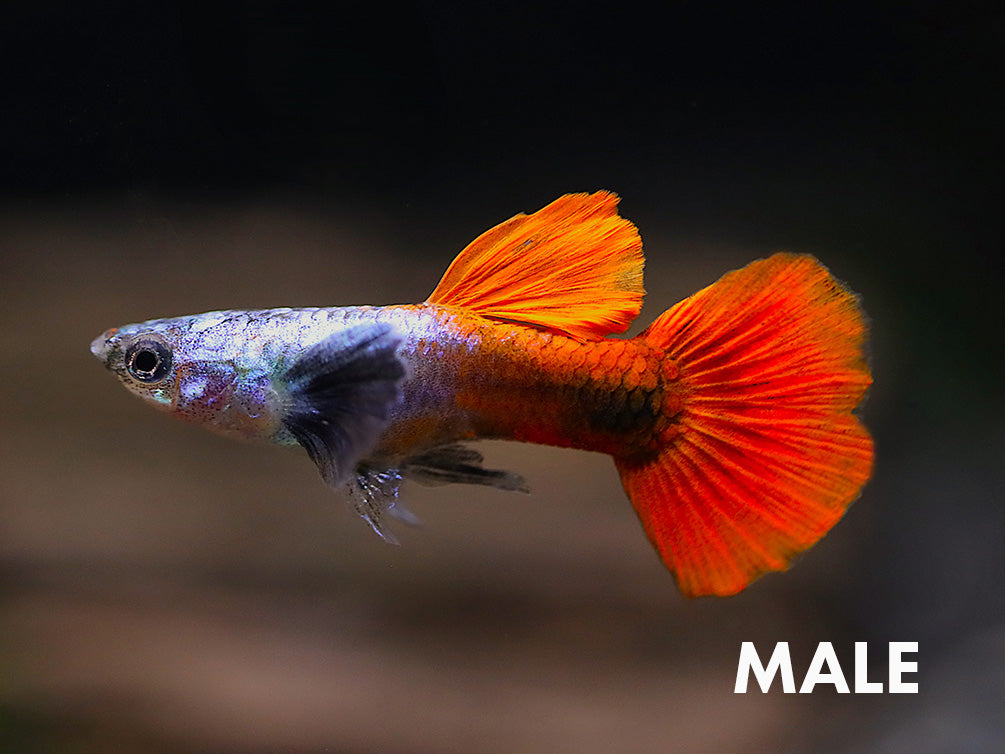 Platinum Redtail Dumbo Guppy, (Poecilia reticulata var. "Platinum Redtail Dumbo") - Tank-Bred!
