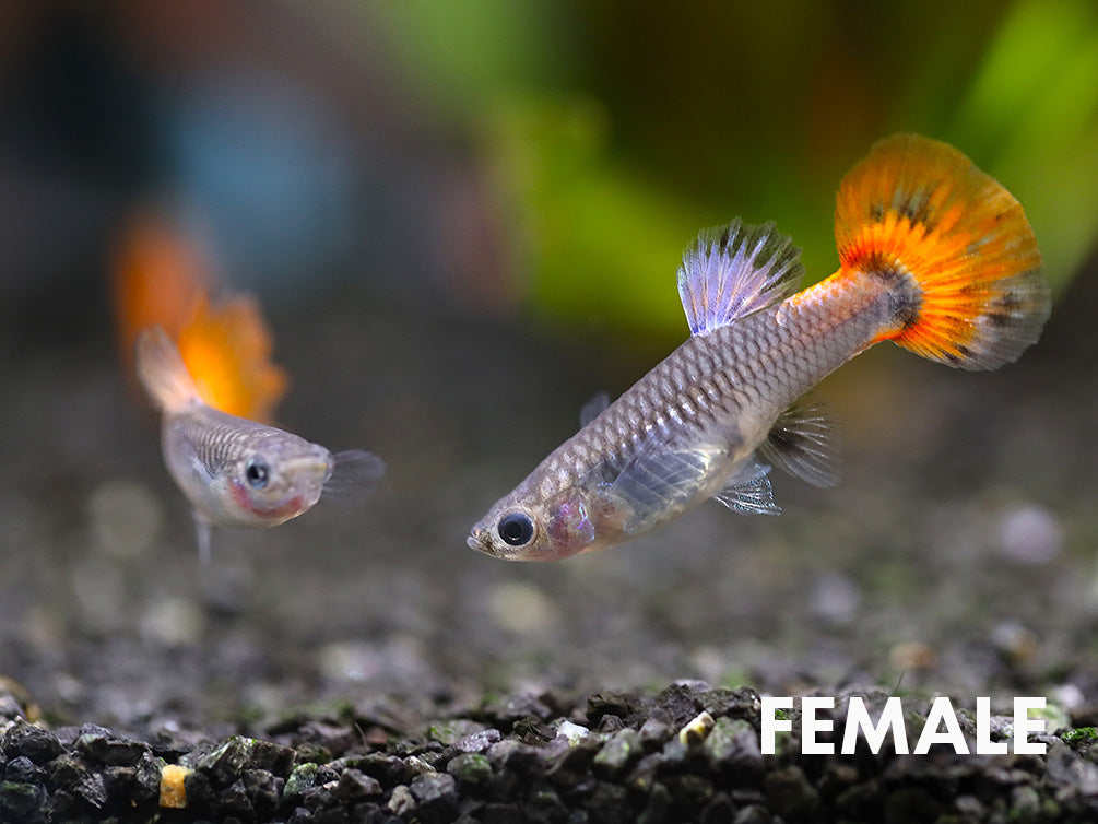 Platinum Redtail Dumbo Guppy, (Poecilia reticulata var. "Platinum Redtail Dumbo") - Tank-Bred!