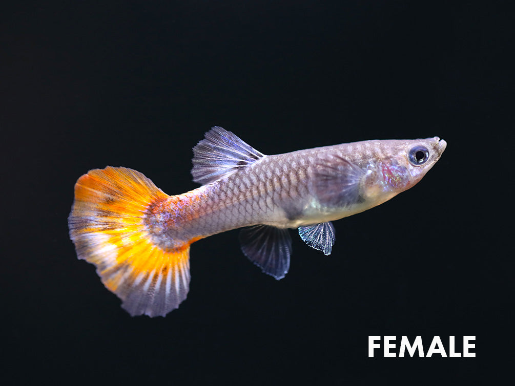 Platinum Redtail Dumbo Guppy, (Poecilia reticulata var. "Platinum Redtail Dumbo") - Tank-Bred!