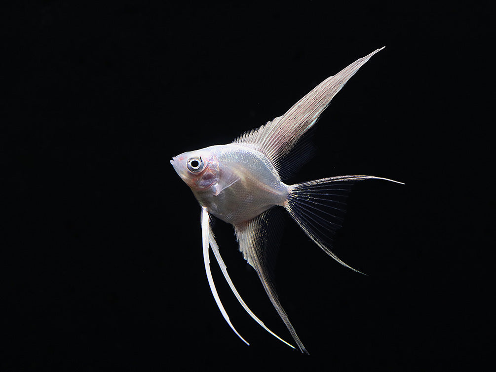 Platinum Veiltail Angelfish (Pterophyllum scalare) – Tank-Bred