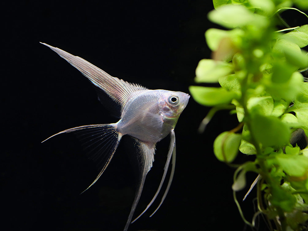 Platinum Veiltail Angelfish (Pterophyllum scalare) – Tank-Bred