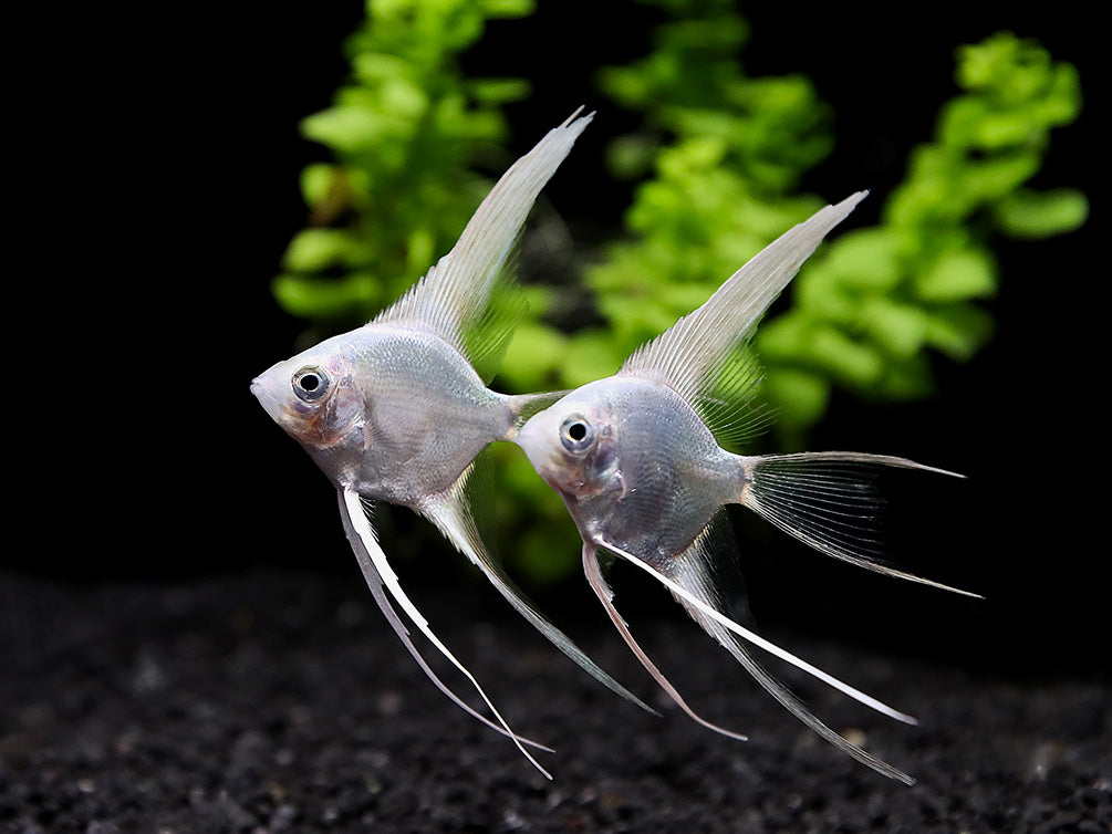 Platinum Veiltail Angelfish (Pterophyllum scalare) – Tank-Bred