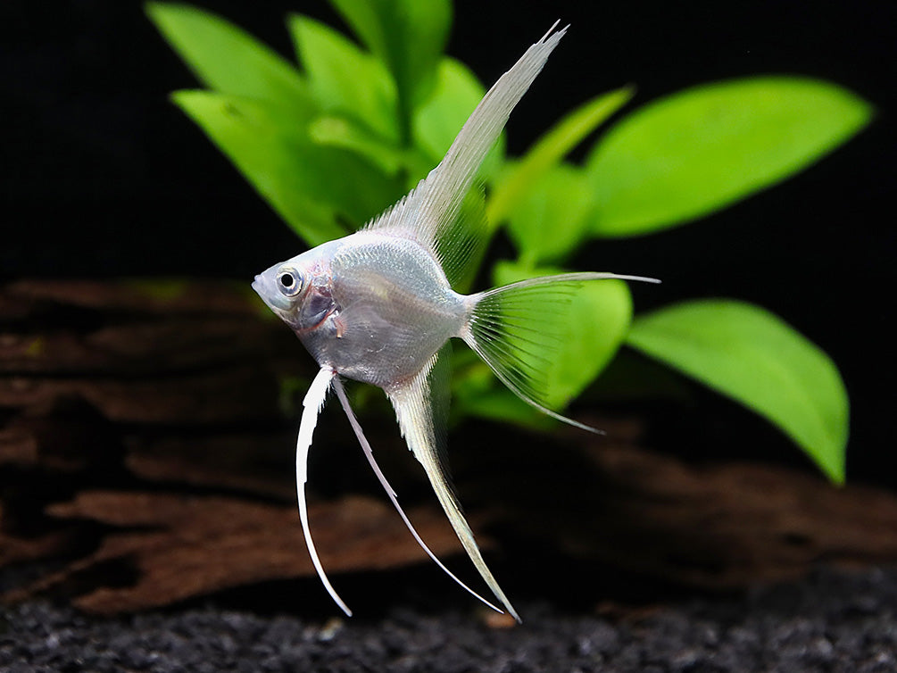 Platinum Veiltail Angelfish (Pterophyllum scalare) – Tank-Bred