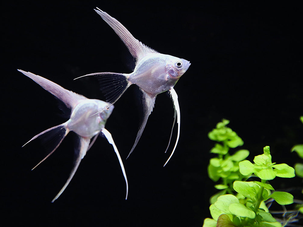 Platinum Veiltail Angelfish (Pterophyllum scalare) – Tank-Bred