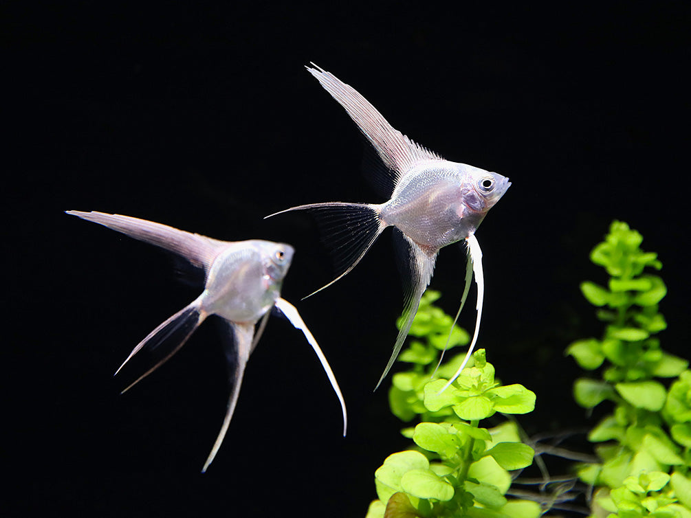 Platinum Veiltail Angelfish (Pterophyllum scalare) – Tank-Bred