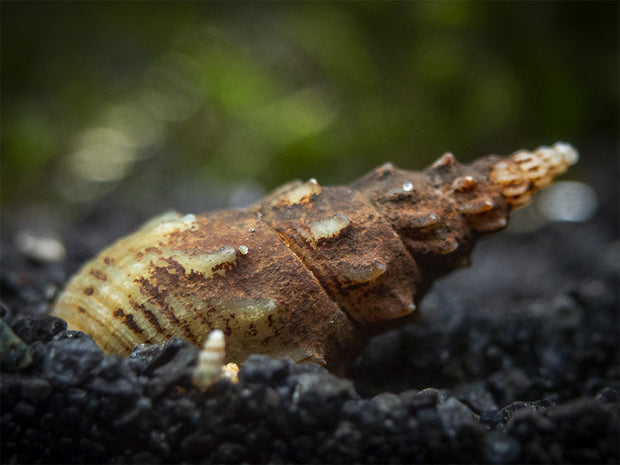 Prambanan Snail (Thiara winteri)