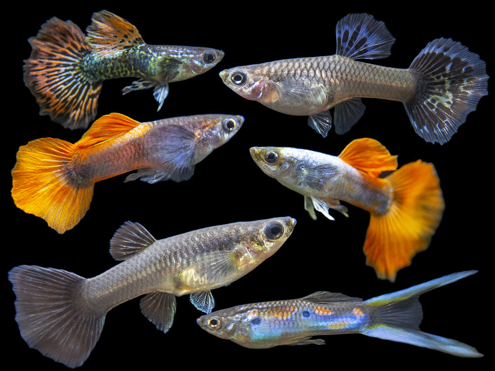 Assorted Fancy Guppy Culls (Poecilia reticulata ), Males and Females - Bredby Aquatic Arts