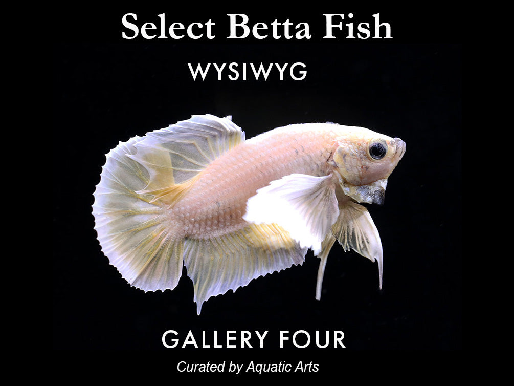 Premium Select Betta Fish (Betta splendens) - WYSIWYG Gallery Four