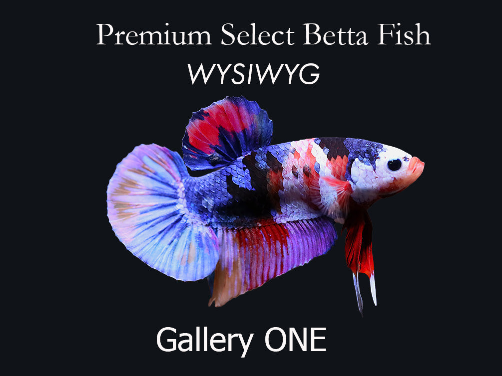 betta fish mystery box Premium Select Betta Fish (Betta splendens)